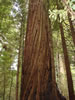 Redwoods